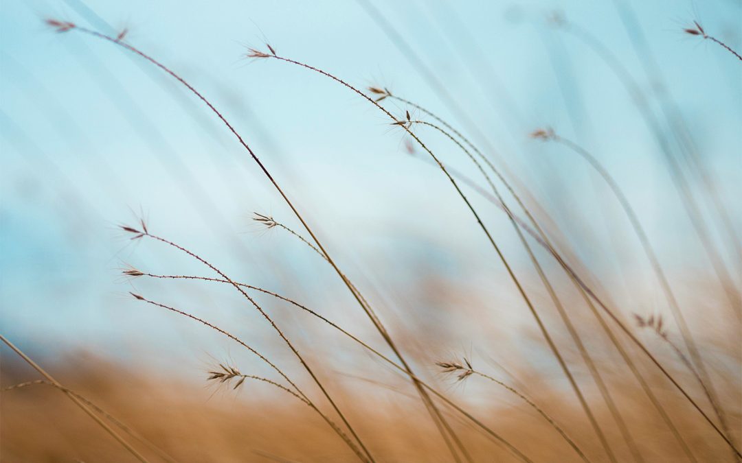 Navigating the Perimenopause Transition: Understanding, Coping, and Thriving